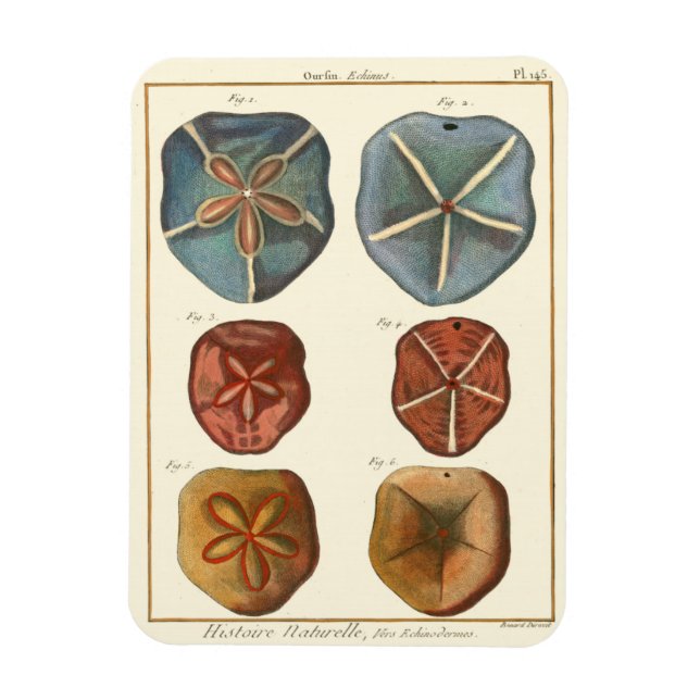 Sand Dollars Gems Magnet (Vertical)