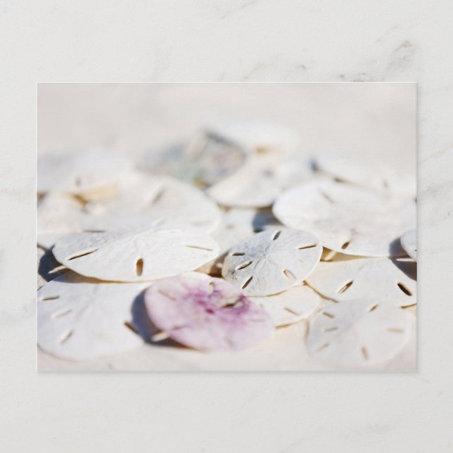 Sand dollars postcard (Front)