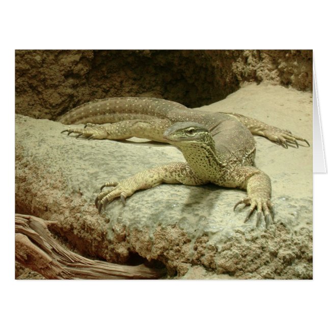 Sand goanna (Front Horizontal)