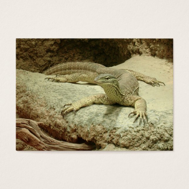 Sand goanna (Front)