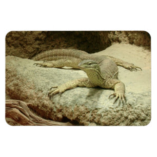 Sand goanna magnet