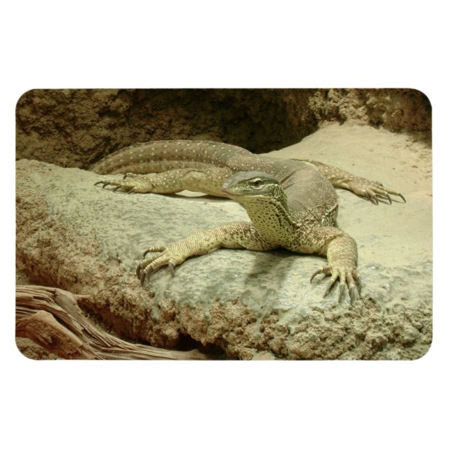 Sand goanna magnet (Horizontal)