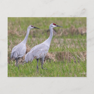 Sand Hill Crane Post Card