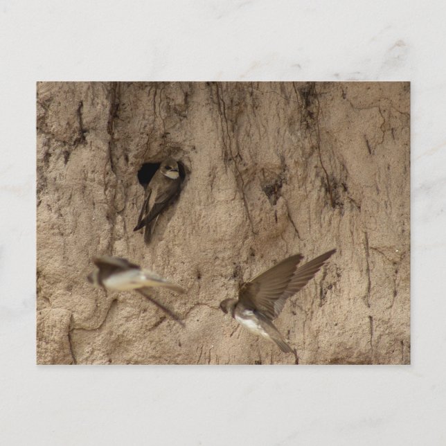 Sand martin postcard (Front)