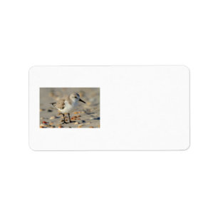 Sand Piper and Seashells Label