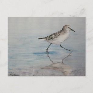 Sand Piper Bird Art Postcard