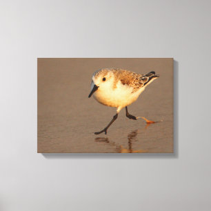 sand piper canvas print