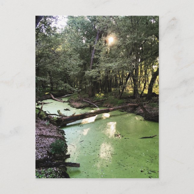 sand point trail postcard (Front)