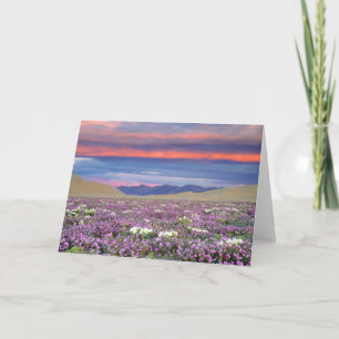 Sand Verbena & Dune Primrose Wildflowers at Sunset Card