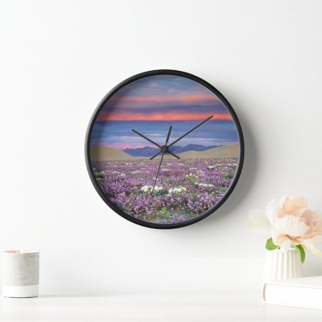 Sand Verbena & Dune Primrose Wildflowers at Sunset Clock (Home)