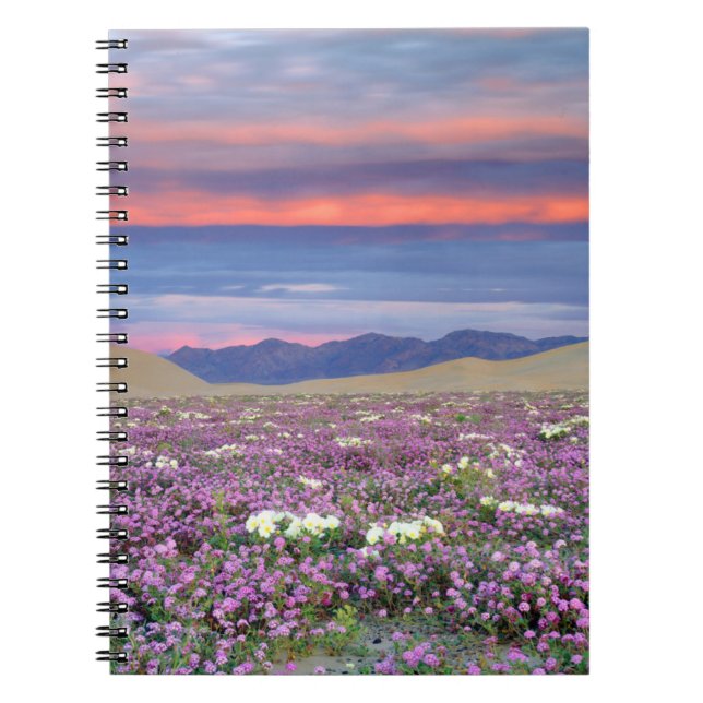 Sand Verbena & Dune Primrose Wildflowers at Sunset Notebook (Front)