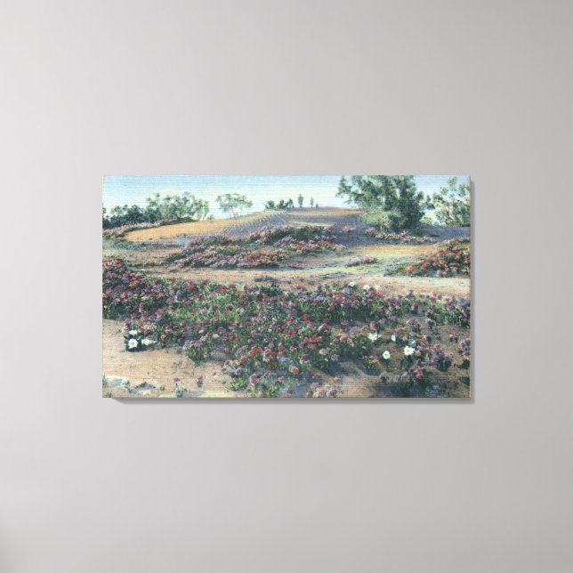 Sand Verbenas and Desert Evening Primroses Canvas Print (Front)