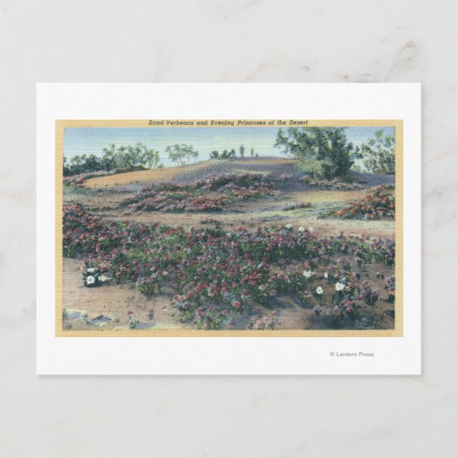 Sand Verbenas and Desert Evening Primroses Postcard (Front)