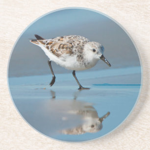 Sanderling (Calidris Albe) Feeding On Wet Beach Coaster