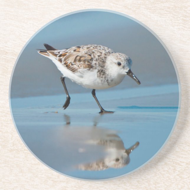 Sanderling (Calidris Albe) Feeding On Wet Beach Coaster (Front)