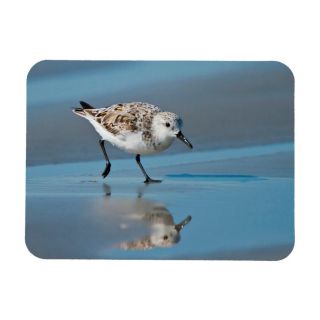 Sanderling (Calidris Albe) Feeding On Wet Beach Magnet (Horizontal)