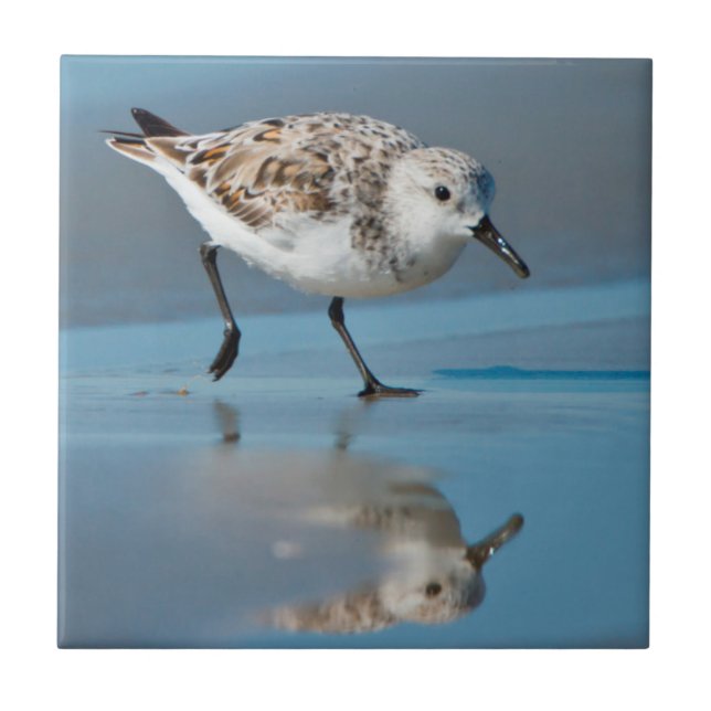 Sanderling (Calidris Albe) Feeding On Wet Beach Tile (Front)