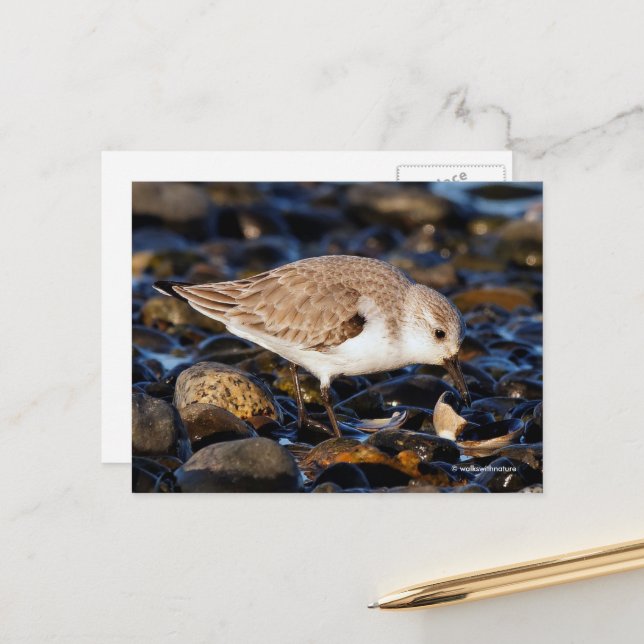 Sanderling Sandpiper Dines on Clam at Beach Postcard (Front/Back In Situ)