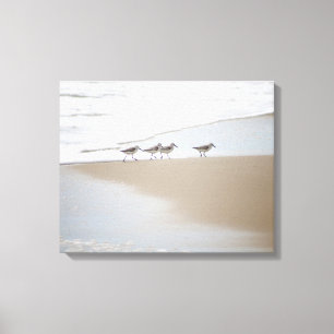 Sanderlings Walking on the Beach Colour 16x20 Canvas Print
