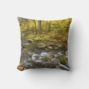 Sanderson Brook. Chester-Blanford State Forest. Cushion