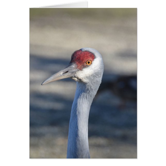 Sandhill Crane (Front)