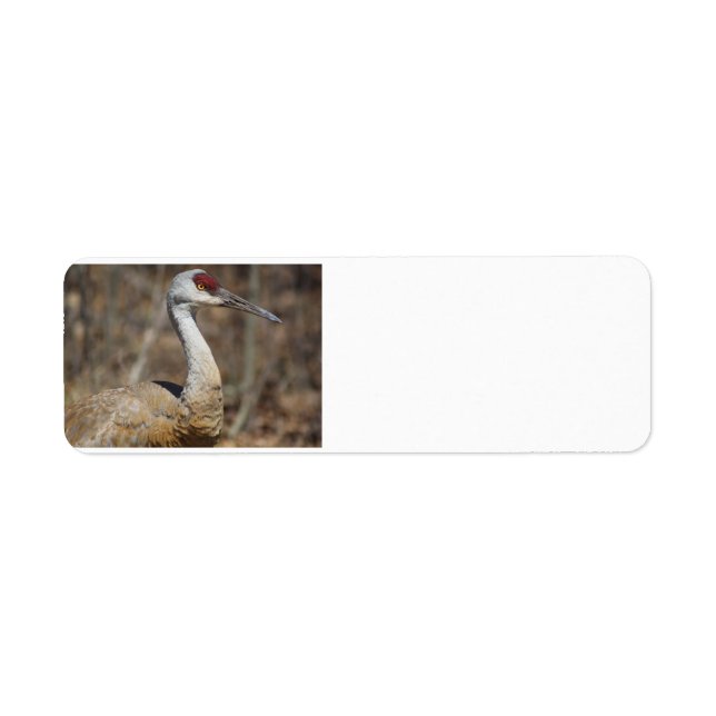 Sandhill Crane address labels (Front)