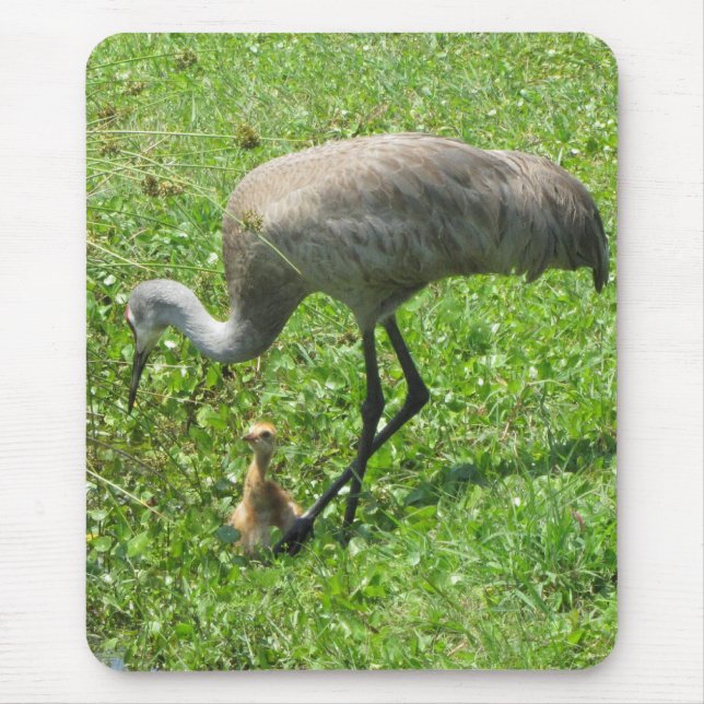 Sandhill Crane and Chick Mouse Pad (Front)