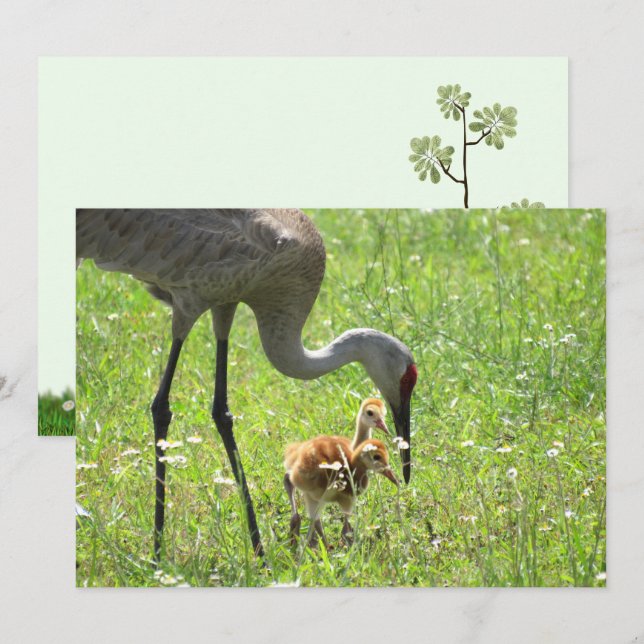 Sandhill Crane and Colt (chick) Flat Card (Front/Back)