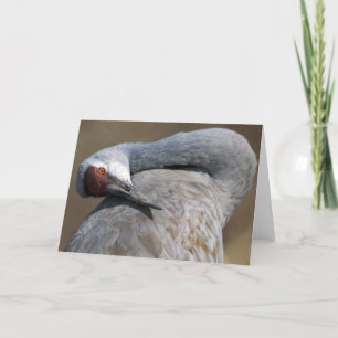 Sandhill Crane at Bosque del Apache Card