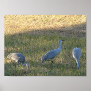 Sandhill Crane Birds Eating Grass Photo Poster