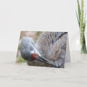 Sandhill Crane Blank Note Card
