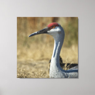 Sandhill Crane Canvas Print