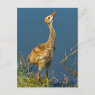 Sandhill Crane Chick Postcard