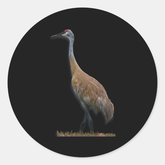 Sandhill Crane Classic Round Sticker (Front)