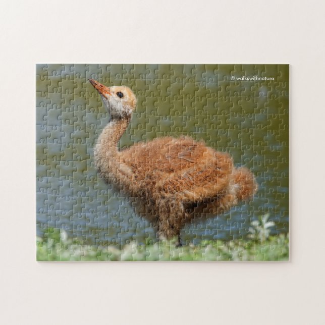 Sandhill Crane Colt Jigsaw Puzzle (Horizontal)