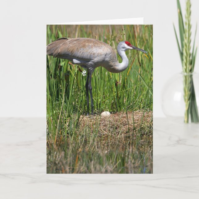 Sandhill Crane & Egg note card (Front)