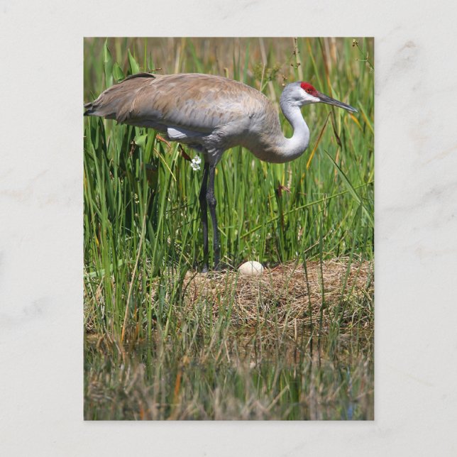 Sandhill Crane & Egg postcard (Front)