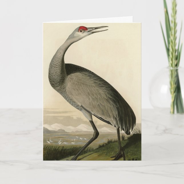 Sandhill Crane from Audubon's Birds of America Card (Front)
