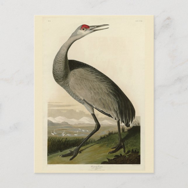 Sandhill Crane from Audubon's Birds of America Postcard (Front)