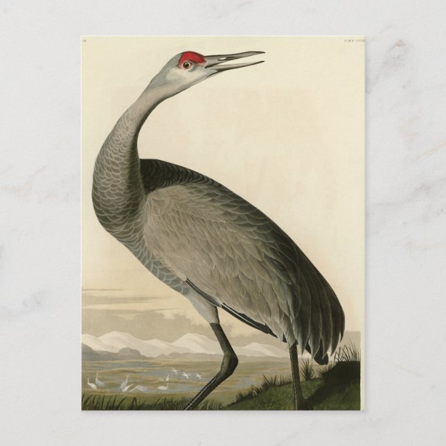 Sandhill Crane from Audubon's Birds of America Postcard (Front)