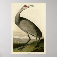 Sandhill Crane from Audubon's Birds of America