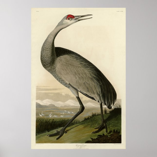 Sandhill Crane from Audubon's Birds of America Poster (Front)