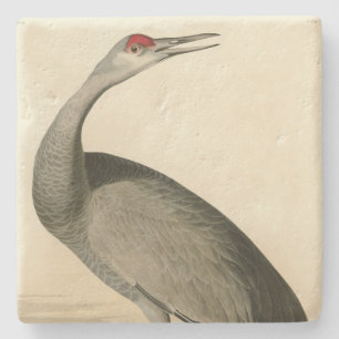 Sandhill Crane from Audubon's Birds of America Stone Coaster