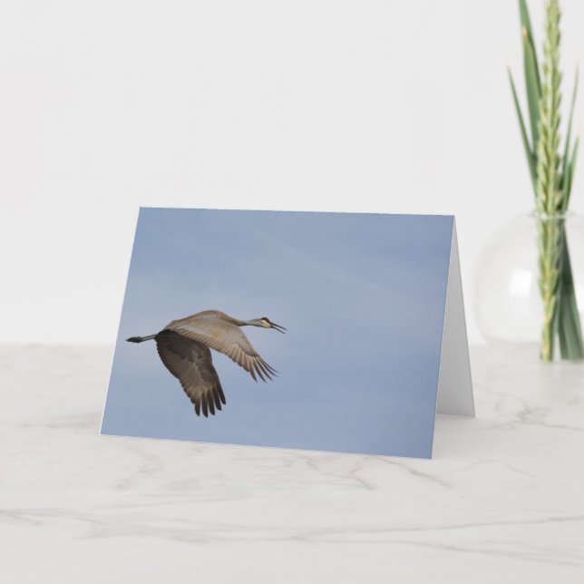 Sandhill Crane Greeting Card (Front)
