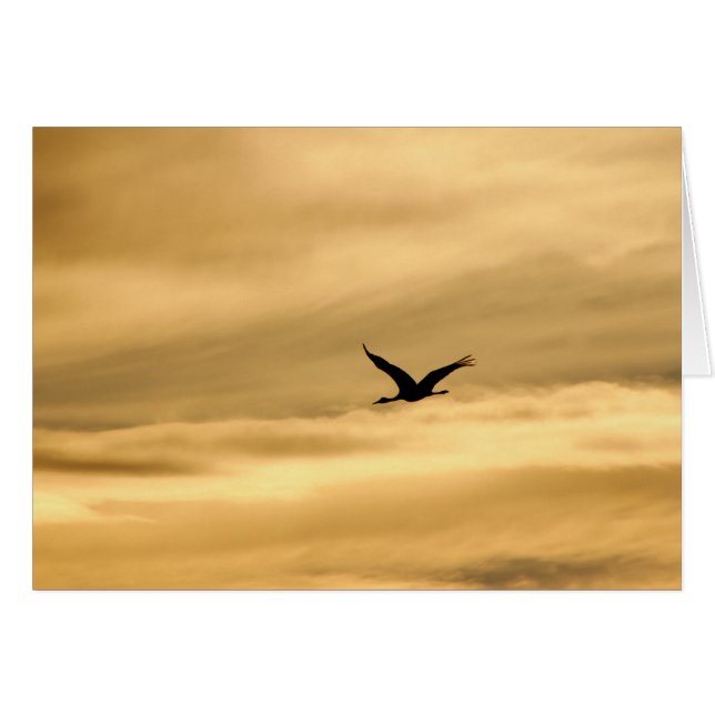 Sandhill Crane in New Mexico (Front Horizontal)