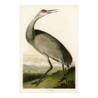Sandhill Crane John James Audubon Birds of America