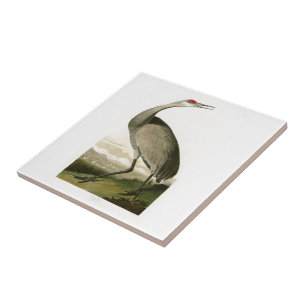 Sandhill Crane John James Audubon Birds of America Tile