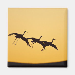 Sandhill Crane landing at sunset Magnet