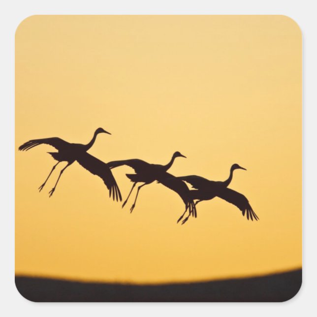 Sandhill Crane landing at sunset Square Sticker (Front)