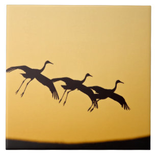 Sandhill Crane landing at sunset Tile